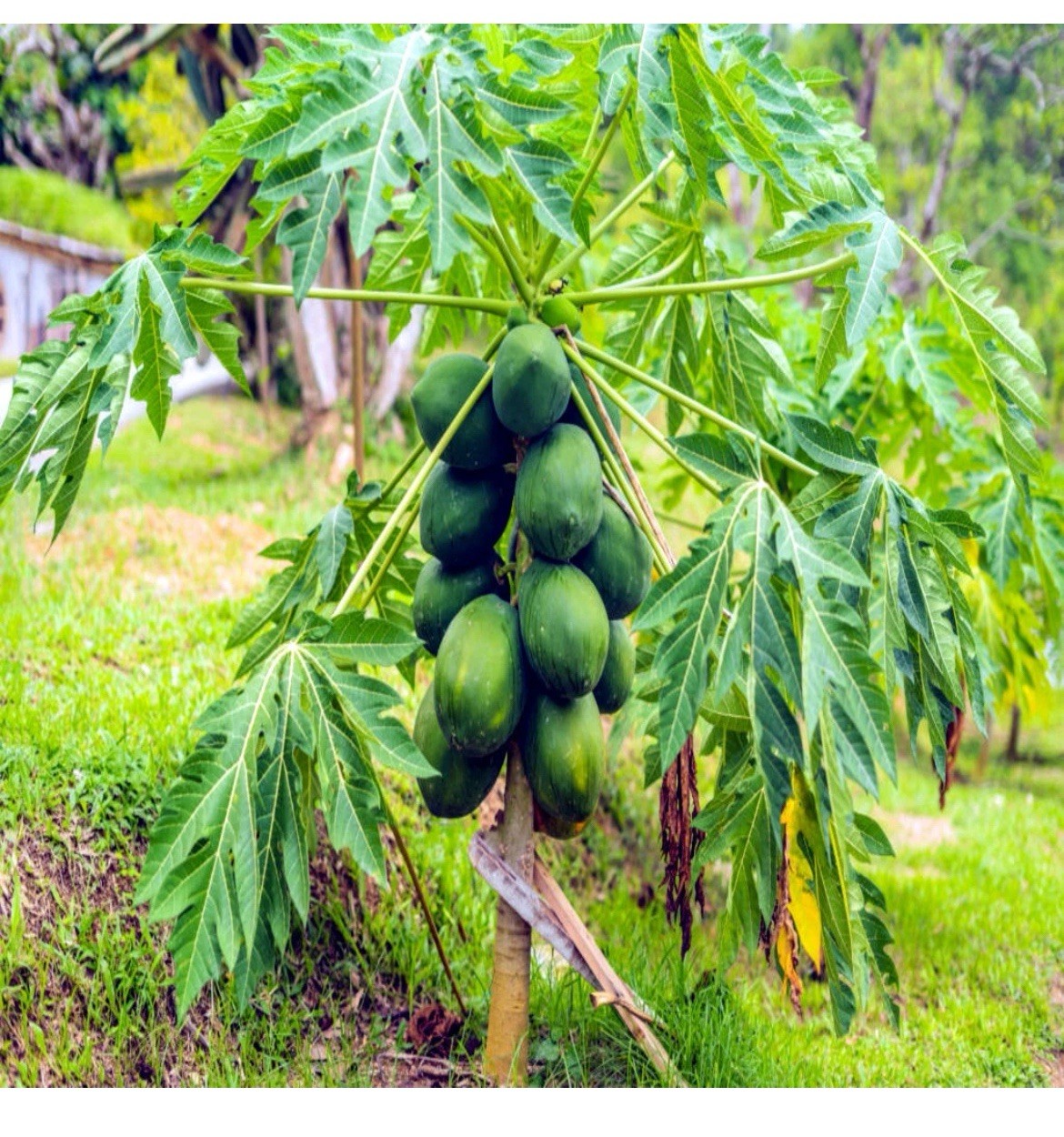 🟡Dwarf Solo Waimanalo Papaya Seeds 25ct 🌴Hawaiian Fast Fruit Houseplant