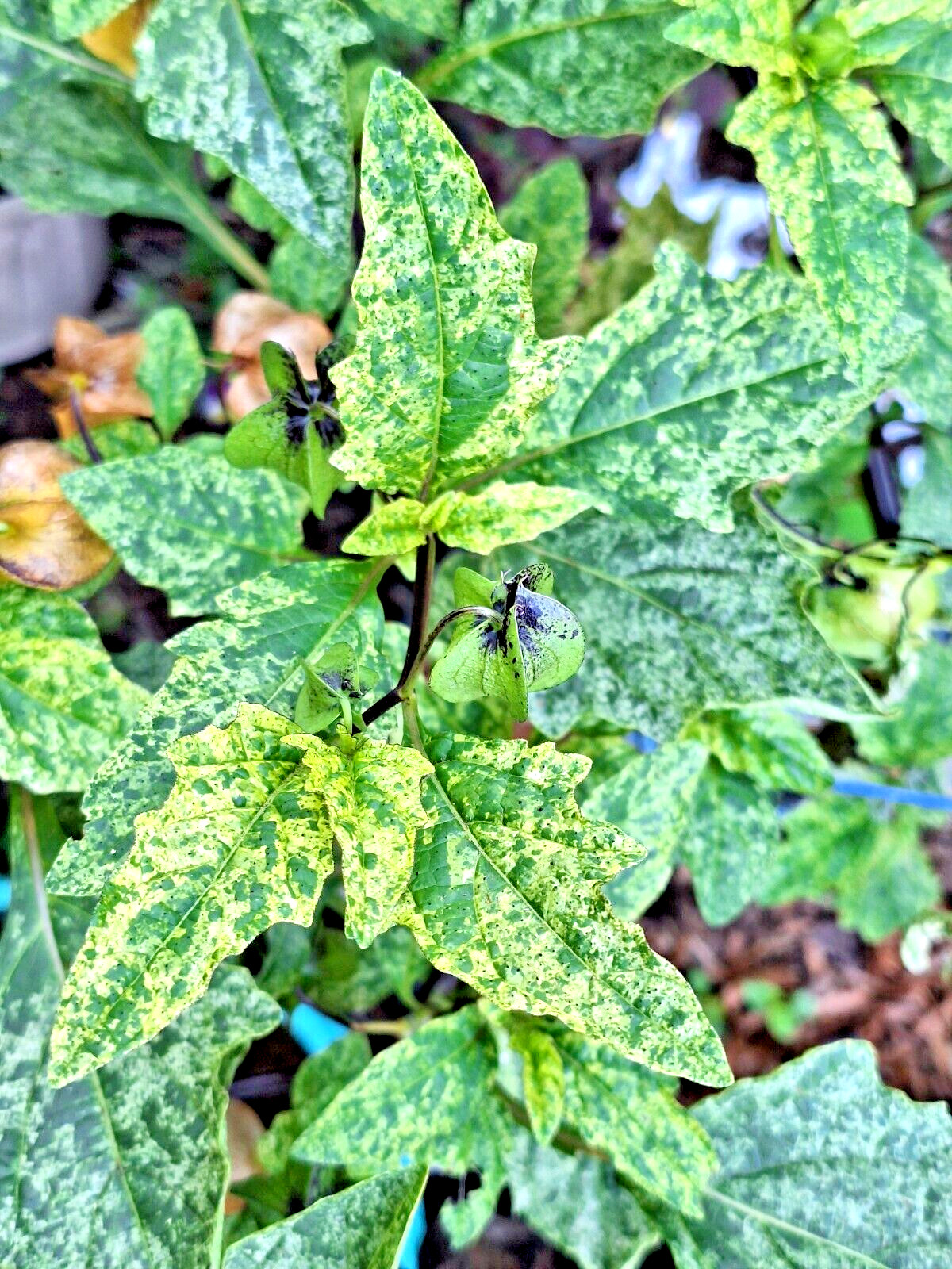 NICANDRA SPLASH OF CREAM 75 SEEDS, SHOO-FLY PLANT, NICANDRA PHSALODES VAR.