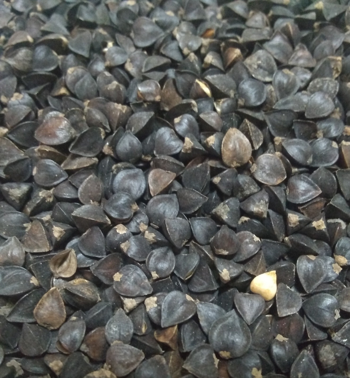 Buckwheat Seeds Cover Crop 3 Lbs – 1000 Sq Ft Coverage