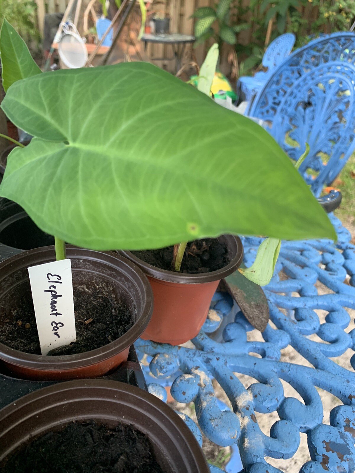 Colocasia Elephant Ear Giant Live Young Starter Plant in a 4” pot.