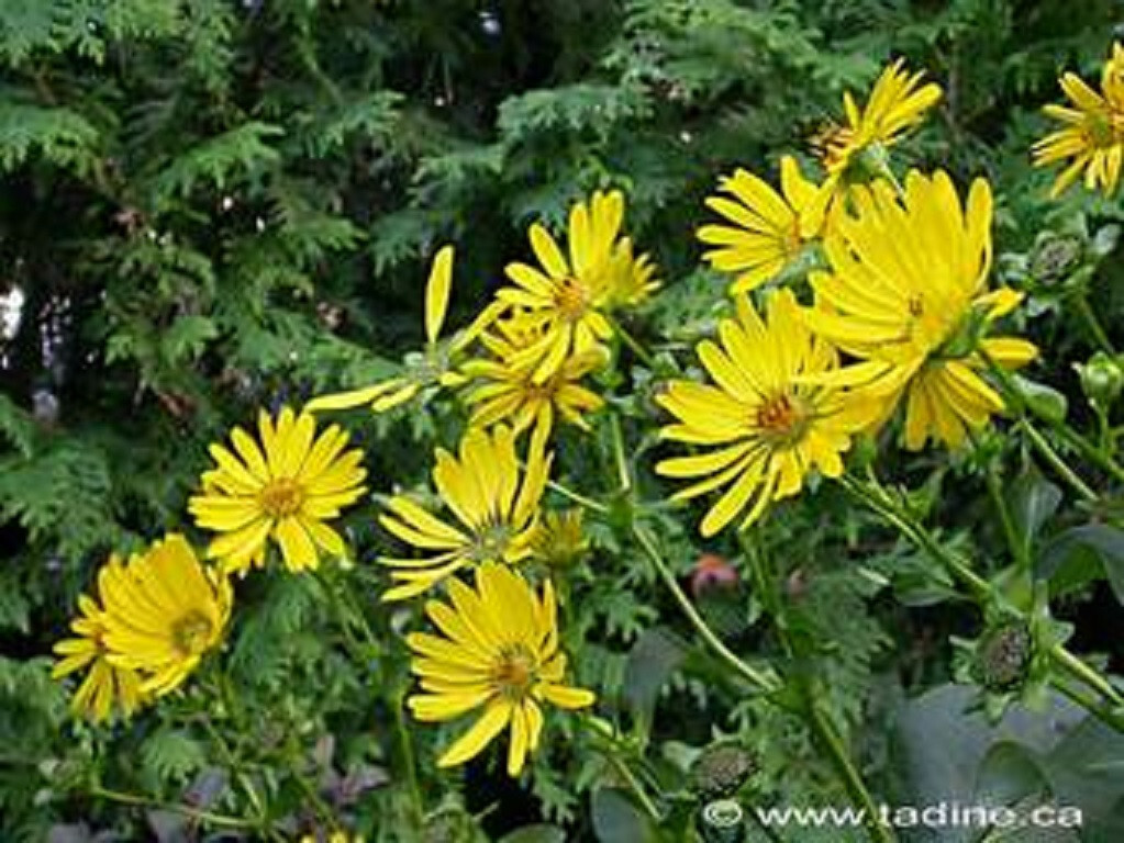 CUP PLANT – SILPHIUM PREFOLIATUM 100+ SEEDS – NEW CROP – LOOK!