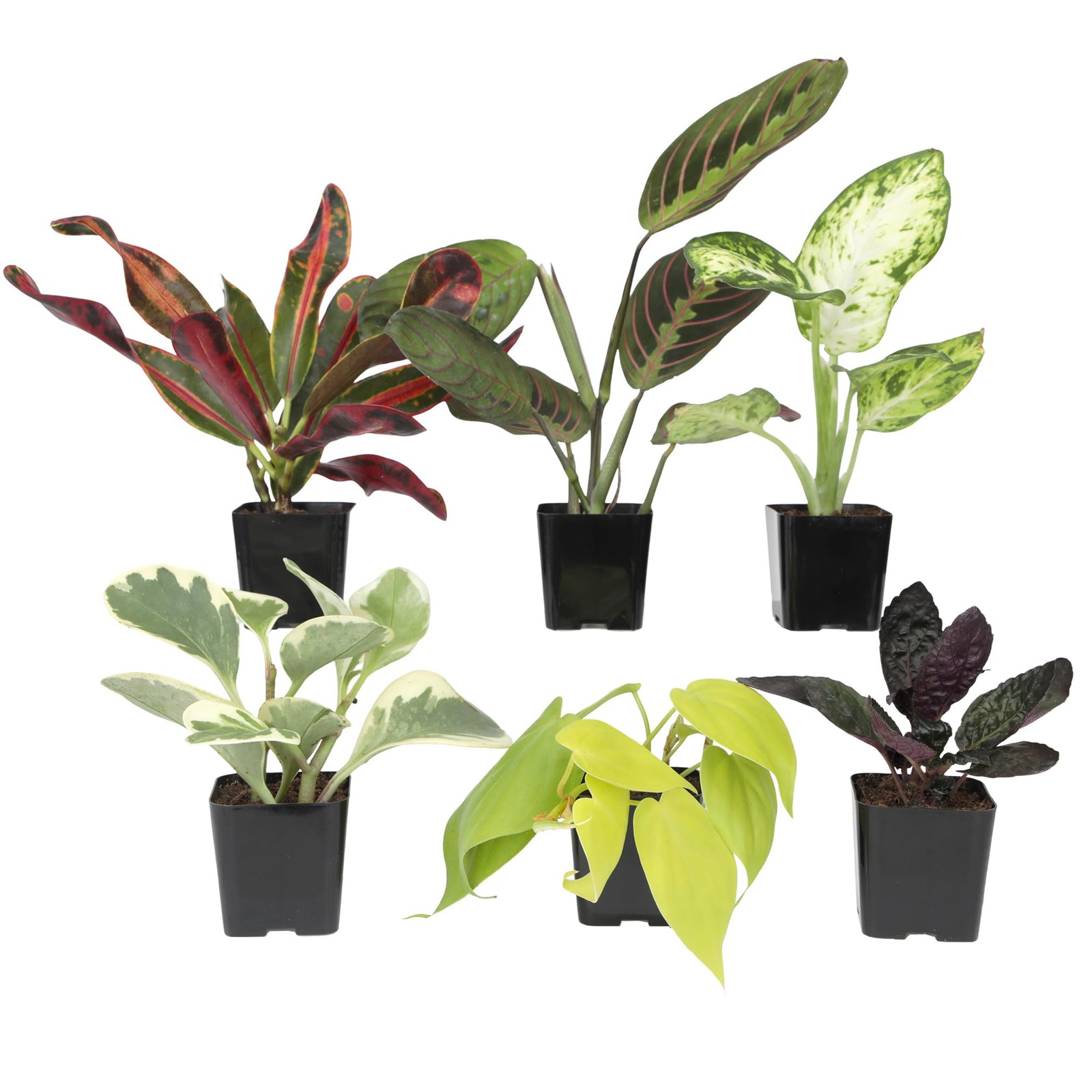 Easy to Grow Houseplants (Pack of 6), Live House Plants in Containers, Grower…