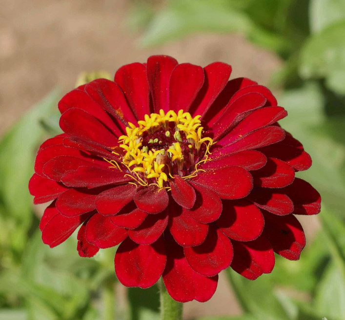 Landscaper’s Pack Zinnia Cosmos Sunflower SUNSET BLOOM MIX Non-GMO 600 Seeds
