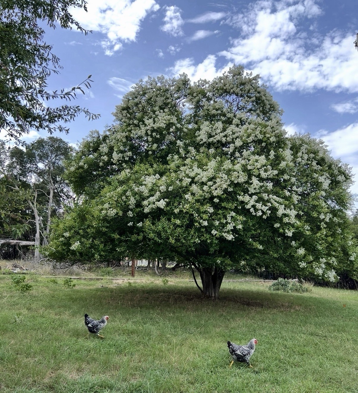 20 Milk Crepe Myrtle Seeds Lagerstroemia Indica White Flowering Tree Easy TX USA
