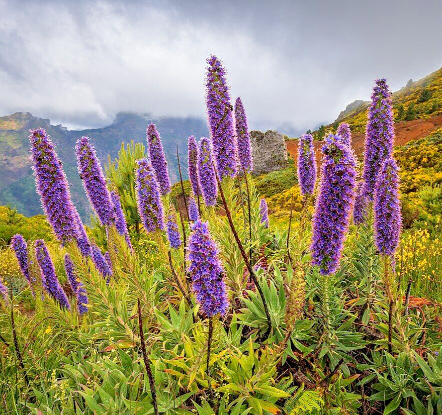 100 PRIDE OF MADEIRA Seeds (Echium candicans) Perennial Hardy Flower Plant