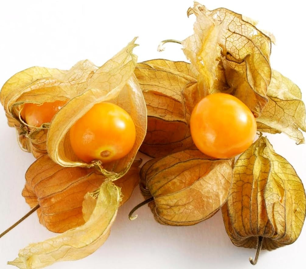 Premium Cape Gooseberry Seeds (Physalis Peruviana) – 100+ Non-Gmo Heirloom Seeds