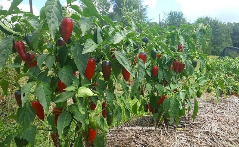 2025 Award-Winner | Jalapeno Pepper Seed Pack | Non-GMO. High Germ Rate!