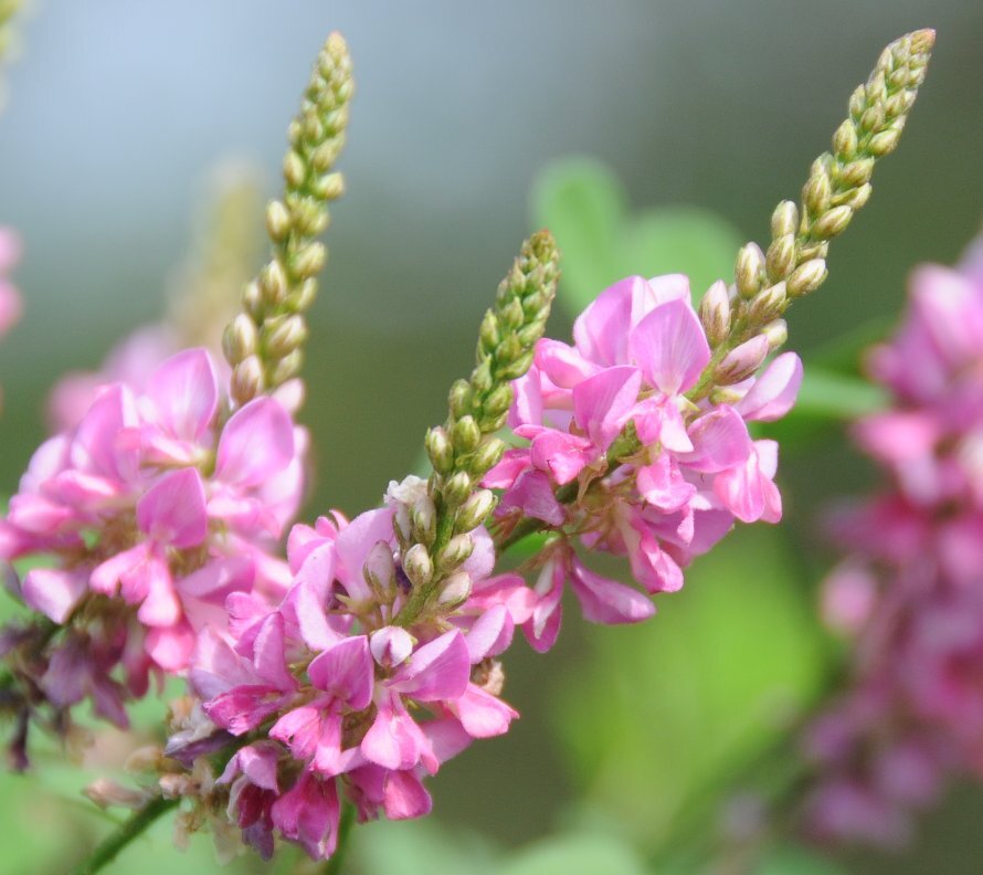 Indigofera pseudo- tinctoria Chinese True Indigo Shrub 100 Seeds Ground Cover