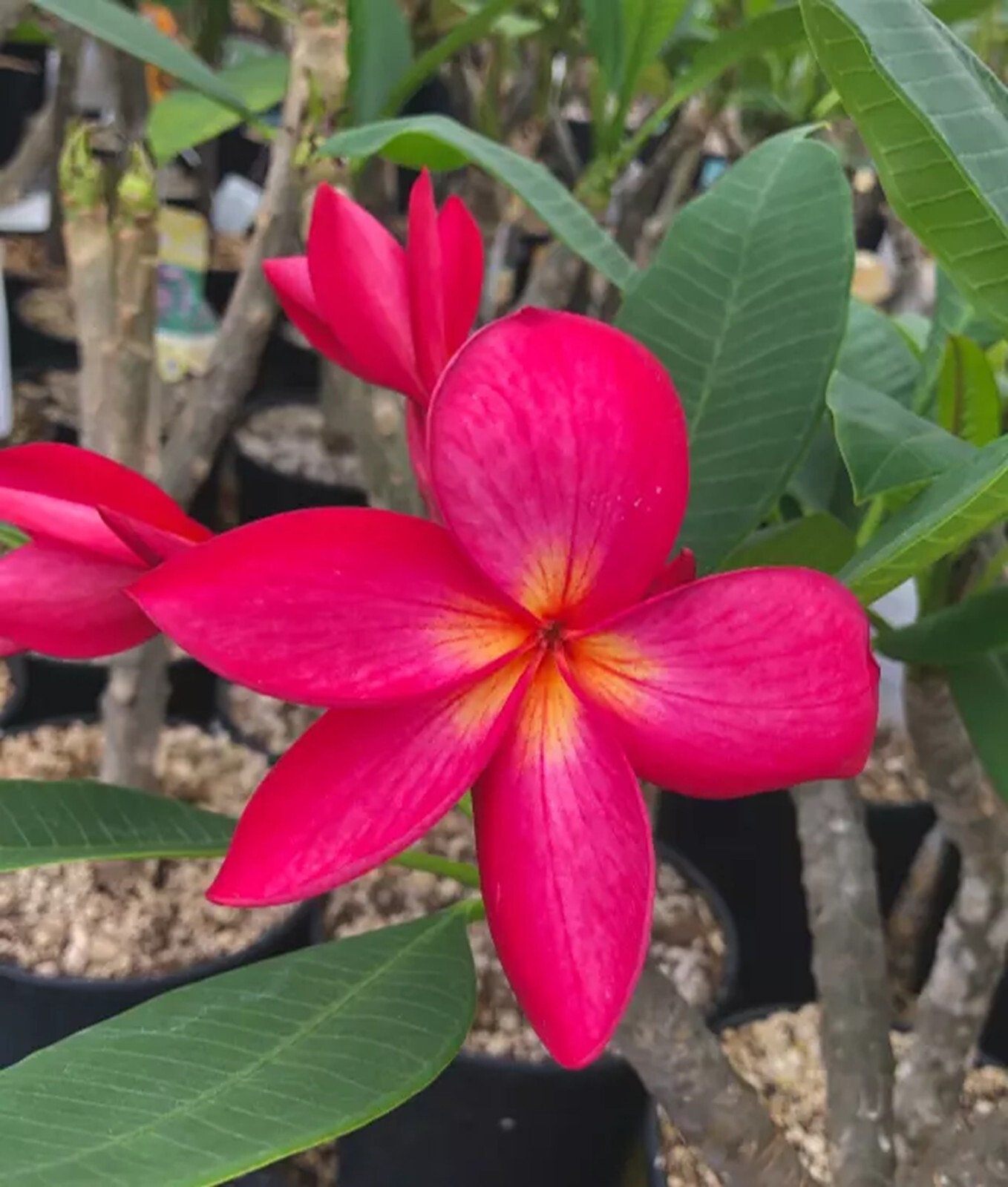 5 Bright Pink Plumeria Seeds Perennial Flowers Flower Frangipani US SELLER