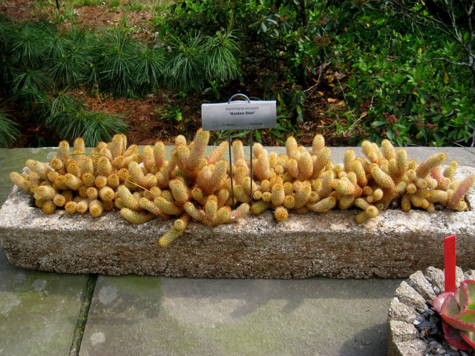 Mammillaria elongata 15 Seeds – Ladyfinger Cactus – Gold Lace Cactus