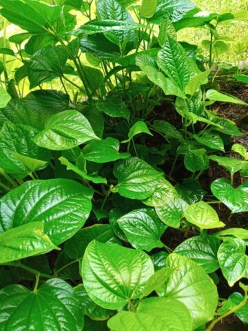 6 Plants 8″-12″ VIETNAMESE ORGANIC PIPER Lolot ( Lá Lốt ) Live Plants