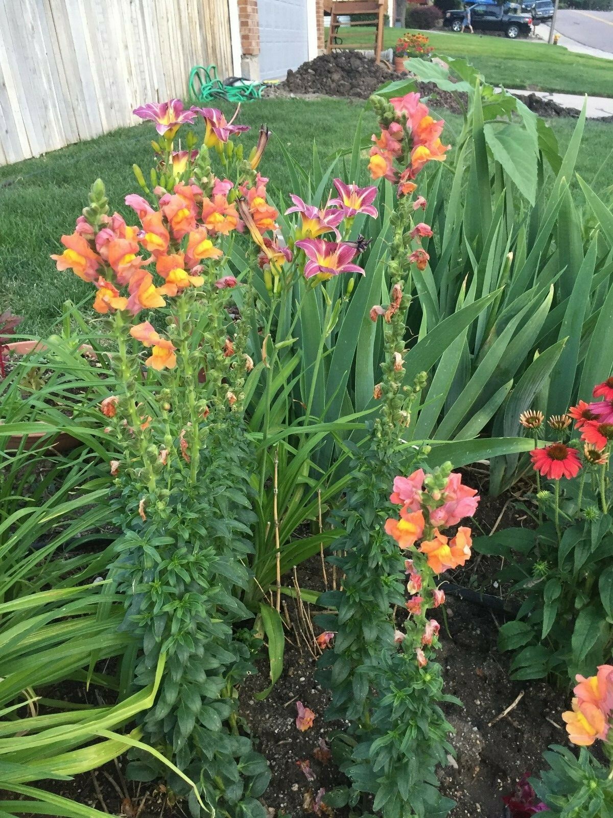 300 seeds Snapdragon tall Orange Rocket Bronze Annual + gift