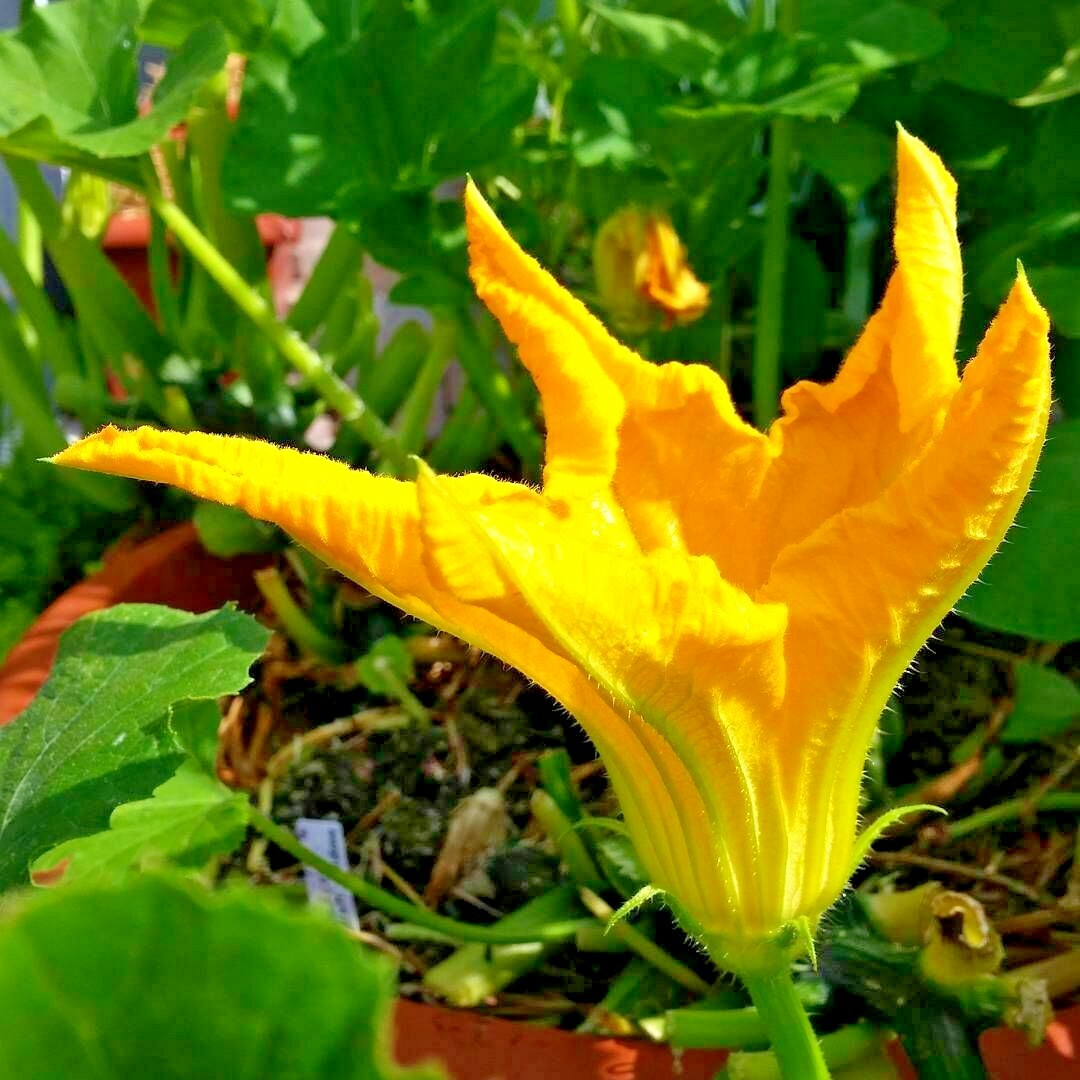 31+ Zucchini SUMMER SQUASH Seeds Black Beauty Organic Heirloom Garden Container