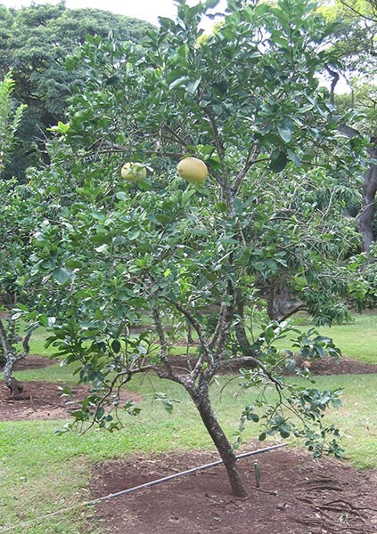 Citrus maxima Red Flesh | Chinese Grapefruit | Pomelo | Pumello | 5_Seeds