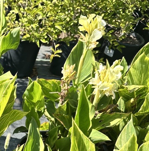 Canna Lily California Yellow 2 Live Flower Plant Bush Bulbs Tall Green Easy Gift