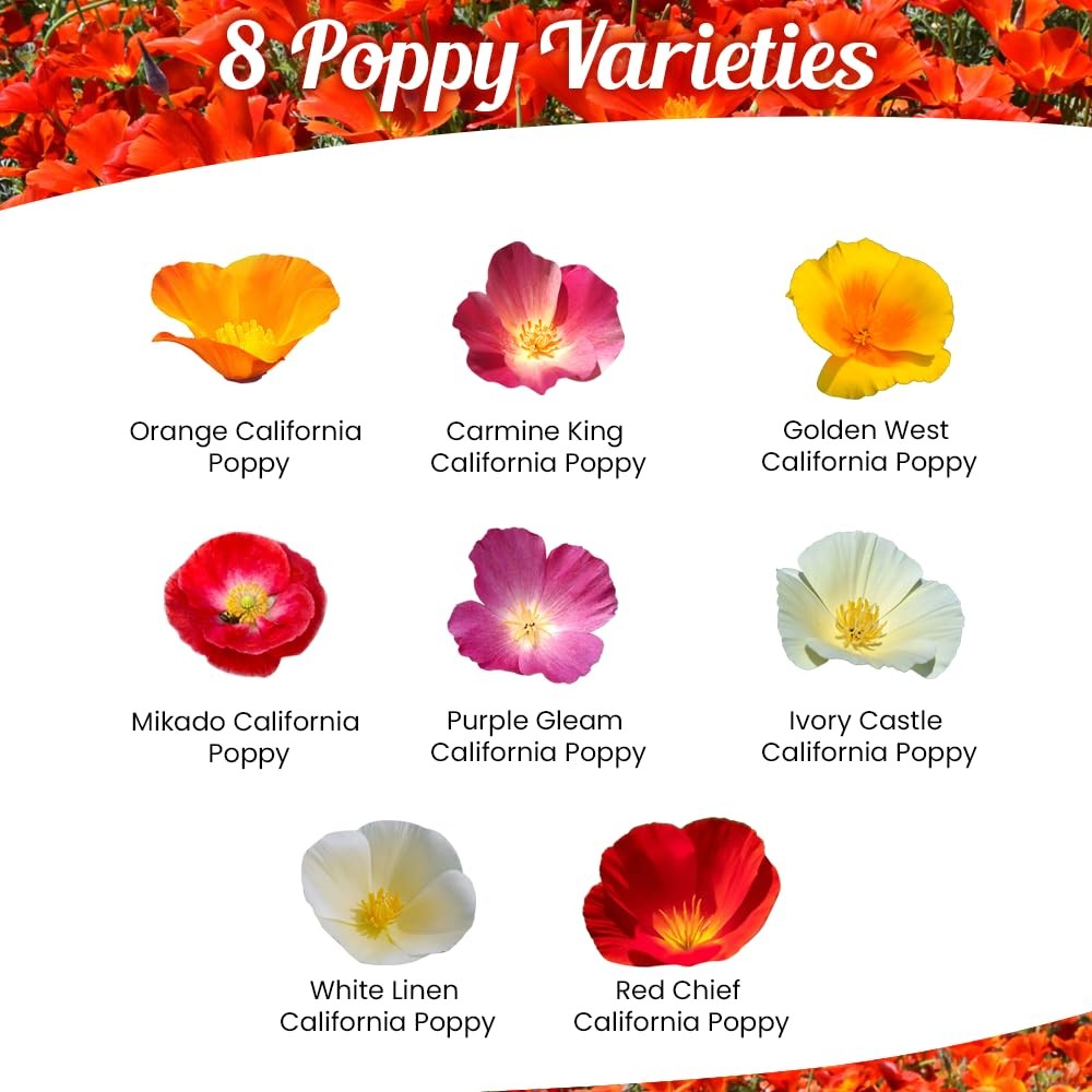 Parade of Poppy Wildflower Seeds – 1oz, Open-Pollinated Flower Orange