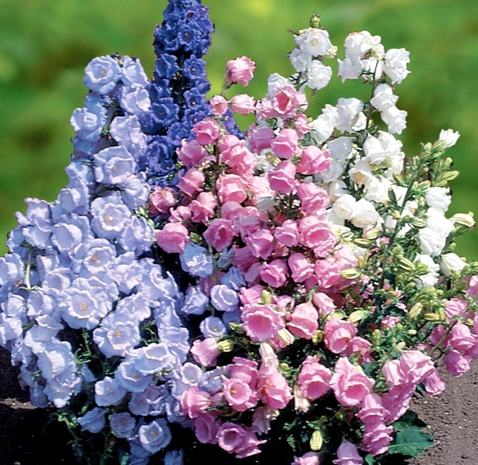 1200 Canterbury Bells Seeds, Campanula RainbowFragrant Deluxe Faerie Queen Pink