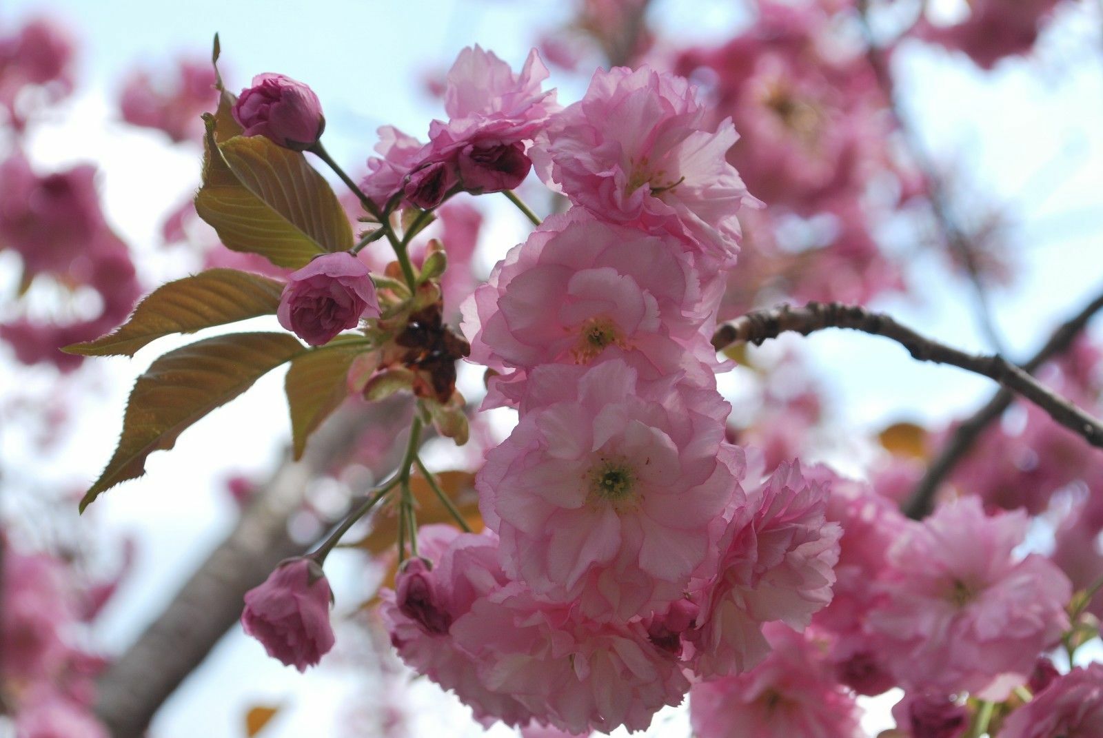 10 Japanese Cherry Blossom Seeds – Prunus serrulata – Sakura East Asian Tree