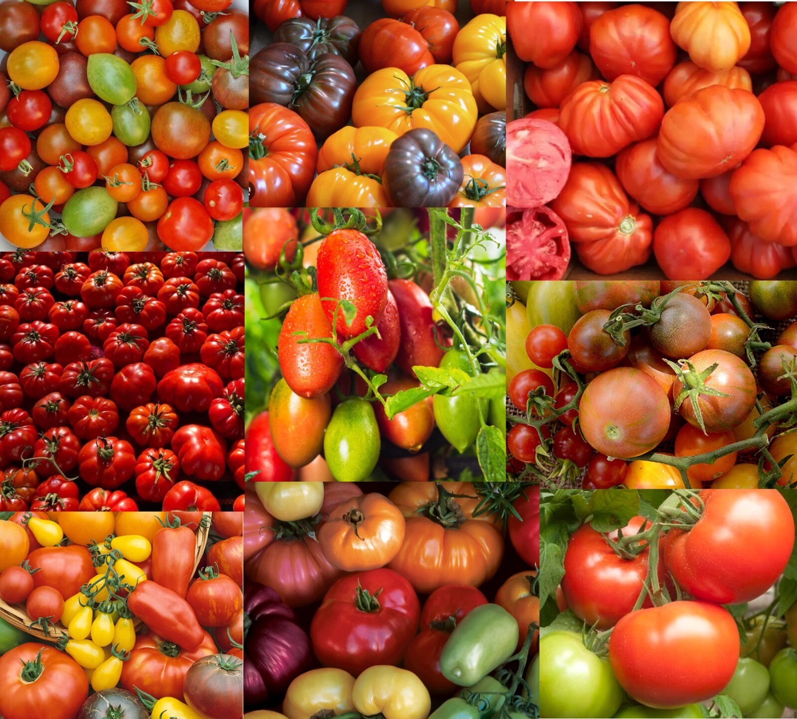Landscaper’s Pack THE ULTIMATE TOMATO MIX over 25 varieties! Non-GMO 250 Seeds!