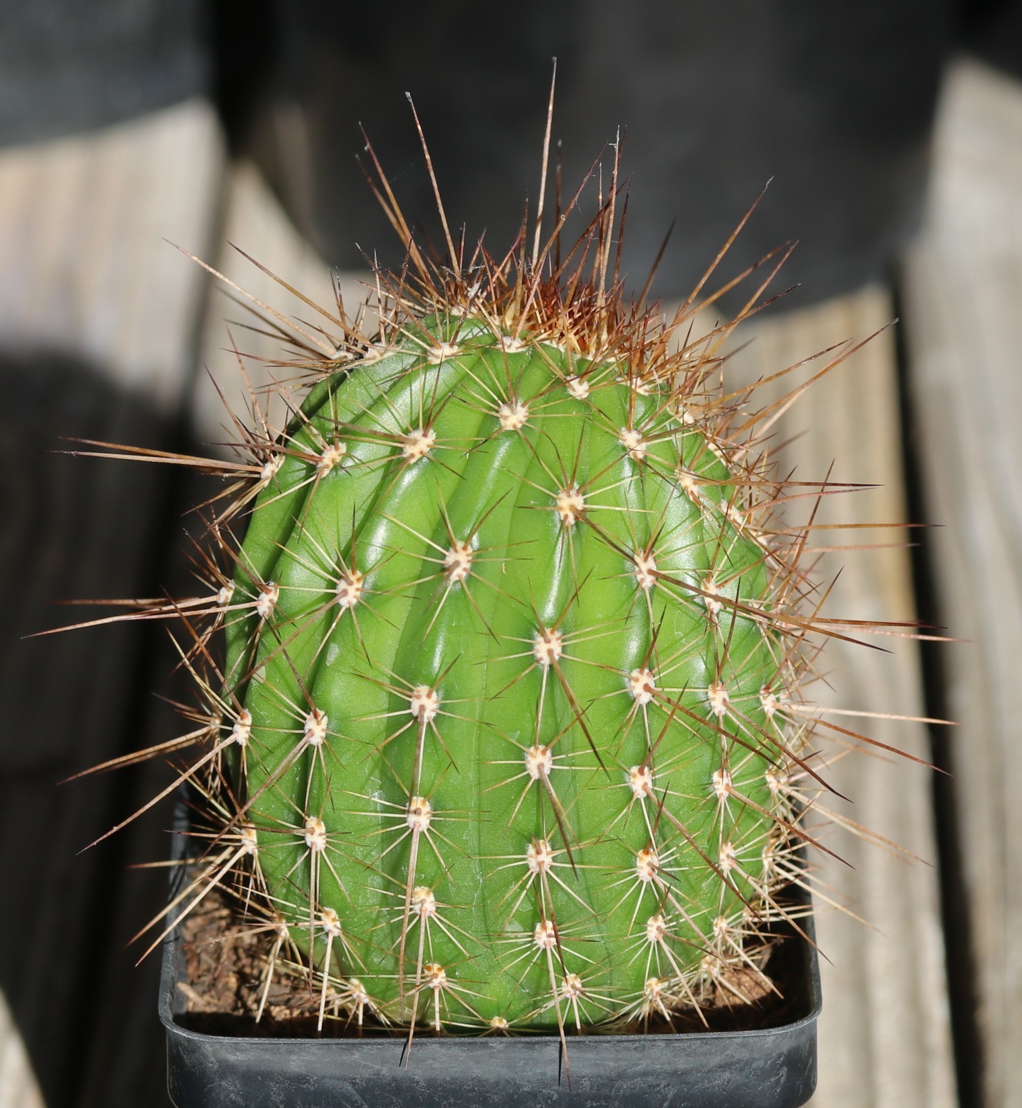 Tricho hybrid ‘First Light’