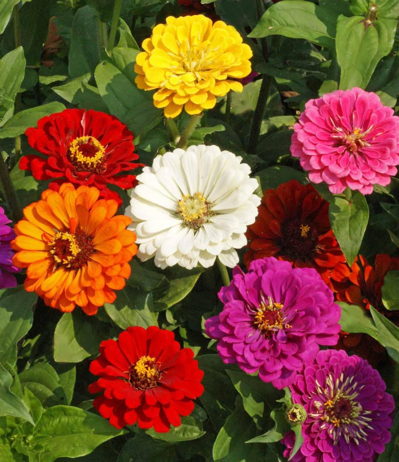 Zinnia California Giant Mix Nice Garden Flower by Bulk 1 OZ Seeds