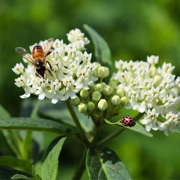 Milkweed Swamp White Asclepias Perennial Monarch Butterfly 100 Seeds