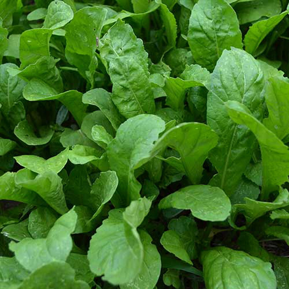 500 Arugula Seeds Eruca Sativa Organic Heirloom