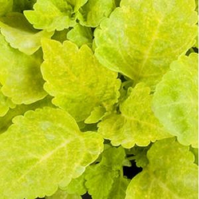 Coleus Seeds 50 Pelleted Seeds Fairway Yellow Flower Seeds