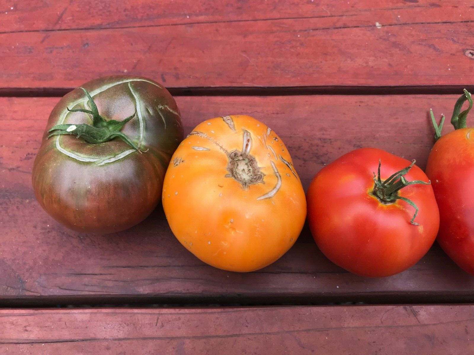 50 seeds Mix Large Tomatoes Heirloom +gift