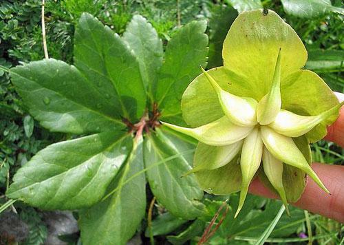 Helleborus niger | Black Hellebore ‘White Christmas’ | 5 Seeds