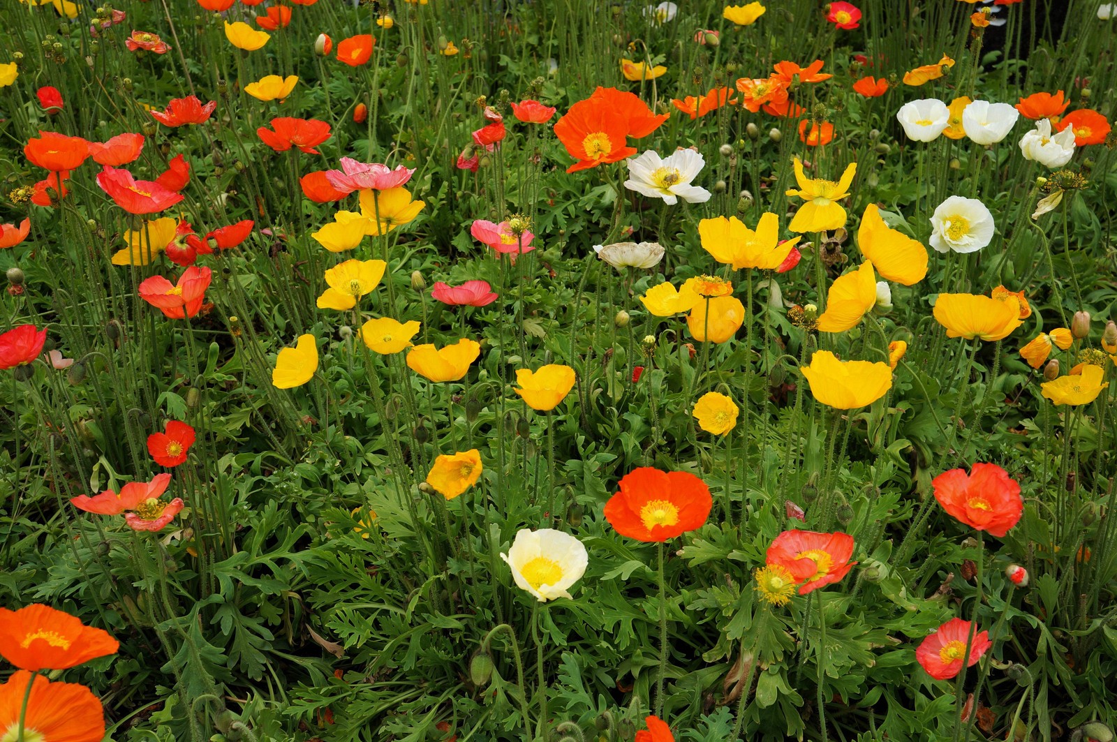 2500 ICELAND POPPY MIXED COLORS Papaver Nudicaule Flower Seeds *Flat S/H