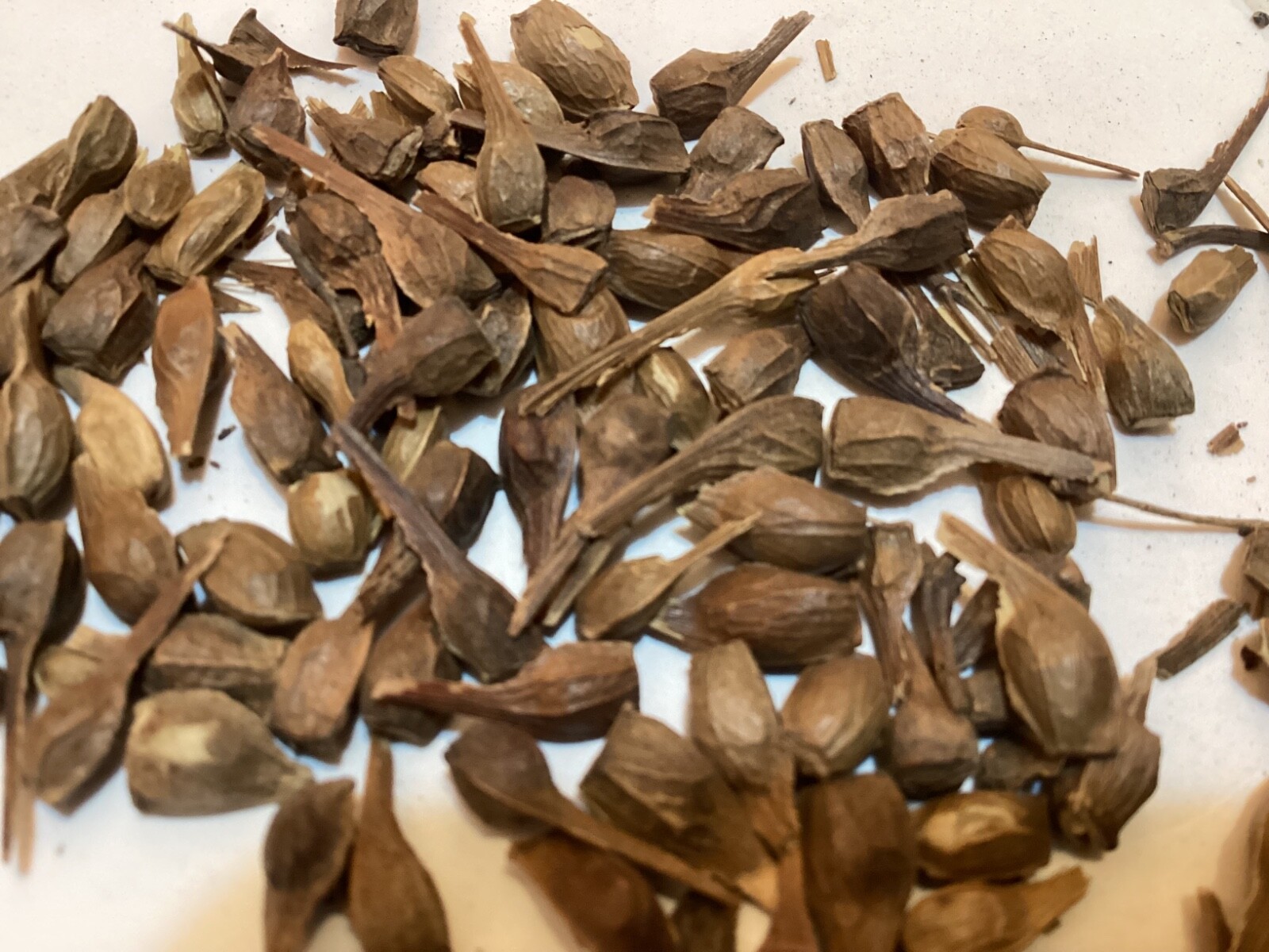 Yunnan Maple Tree seeds ((Acer Cinnamomifolium))