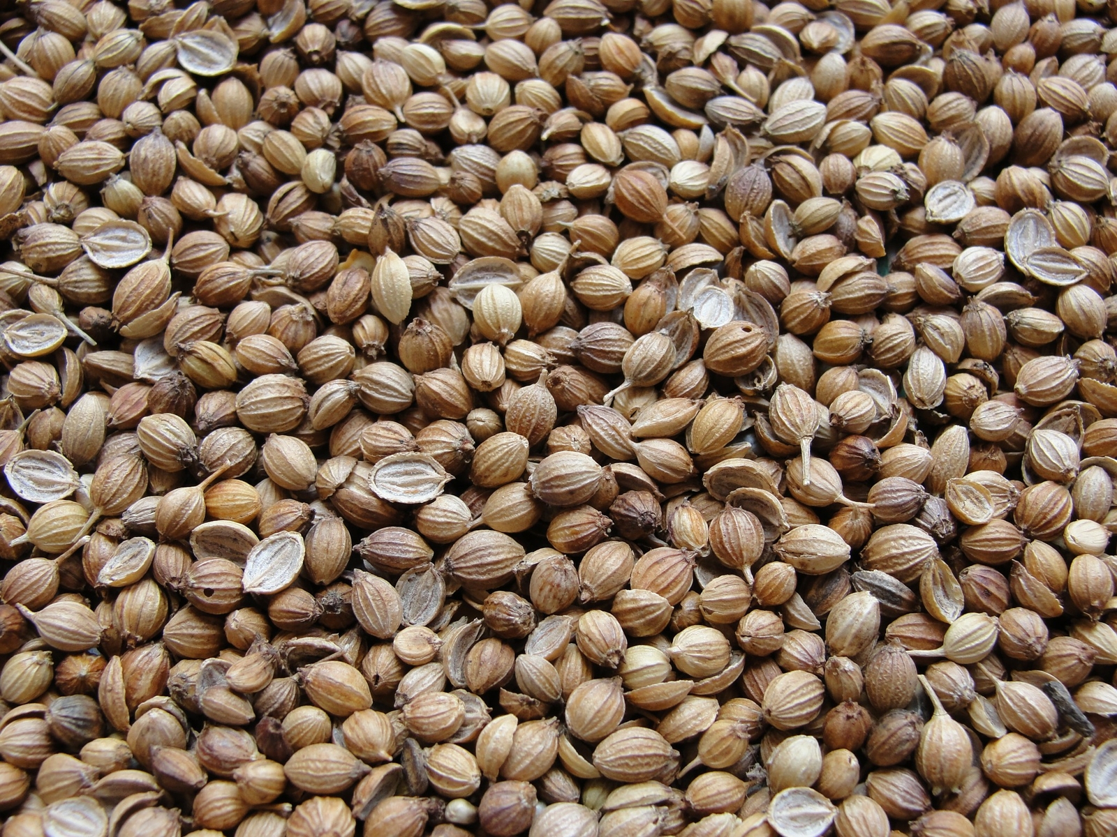 Cilantro 8 oz