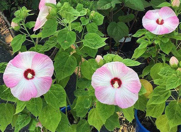 Hibiscus moscheutos | ‘Luna Pink Swirl’ | 20 Seeds