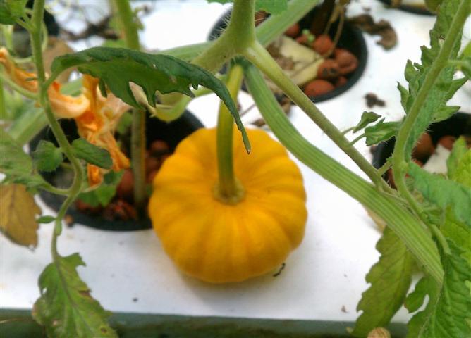 Jack Be Little Pumpkin Seeds (6-13 oz.), Cucurbita pepo