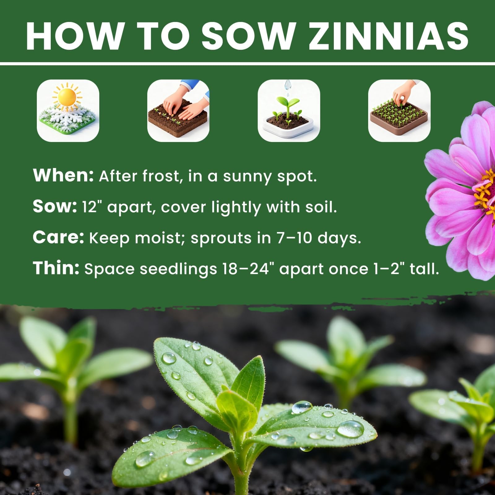 1000+ Zinnia Dahlia Seeds Flower Seeds for 2026 Planting, 0.35 Oz, 5 Varieties