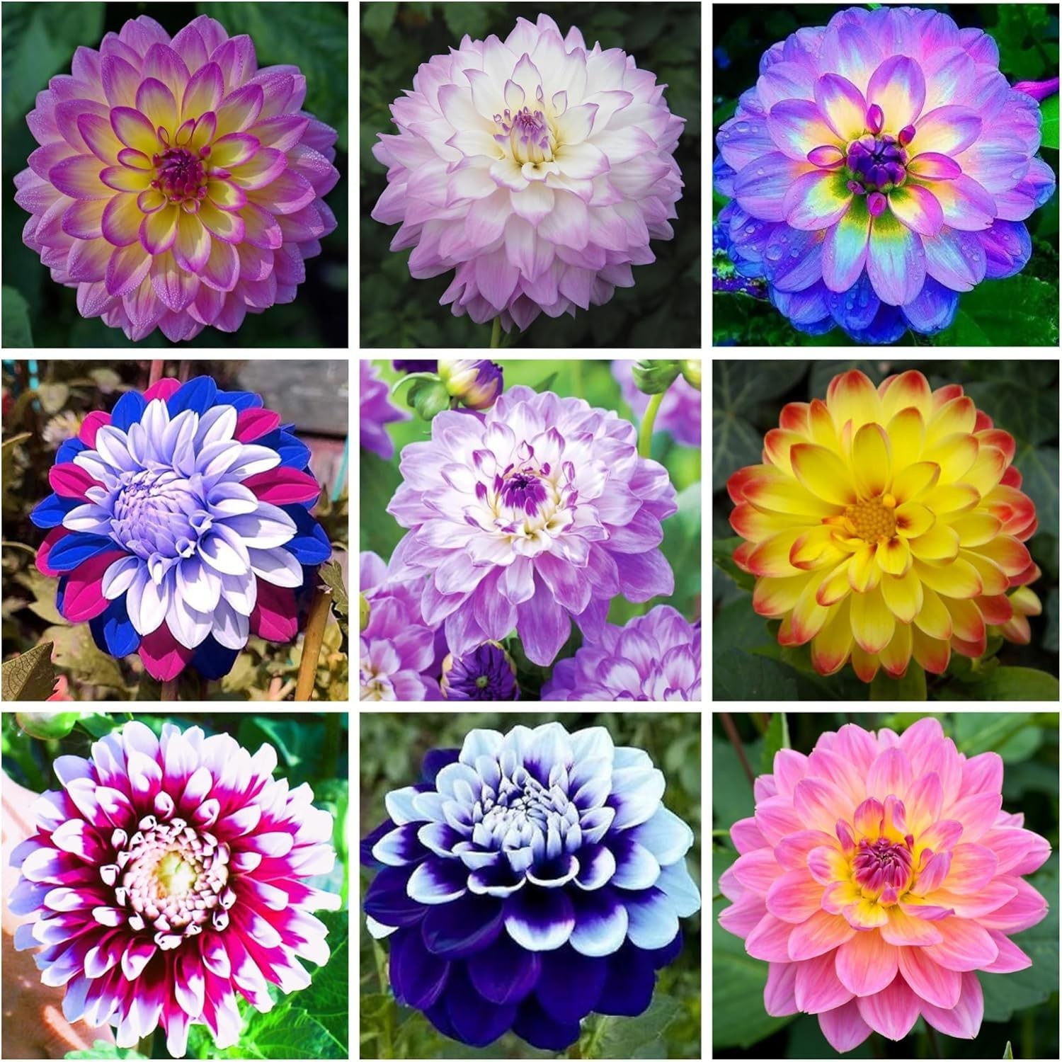 200+ PCS Mix Dahlia Seeds Flowers Compound Petals Multi-Color Beautiful Annual
