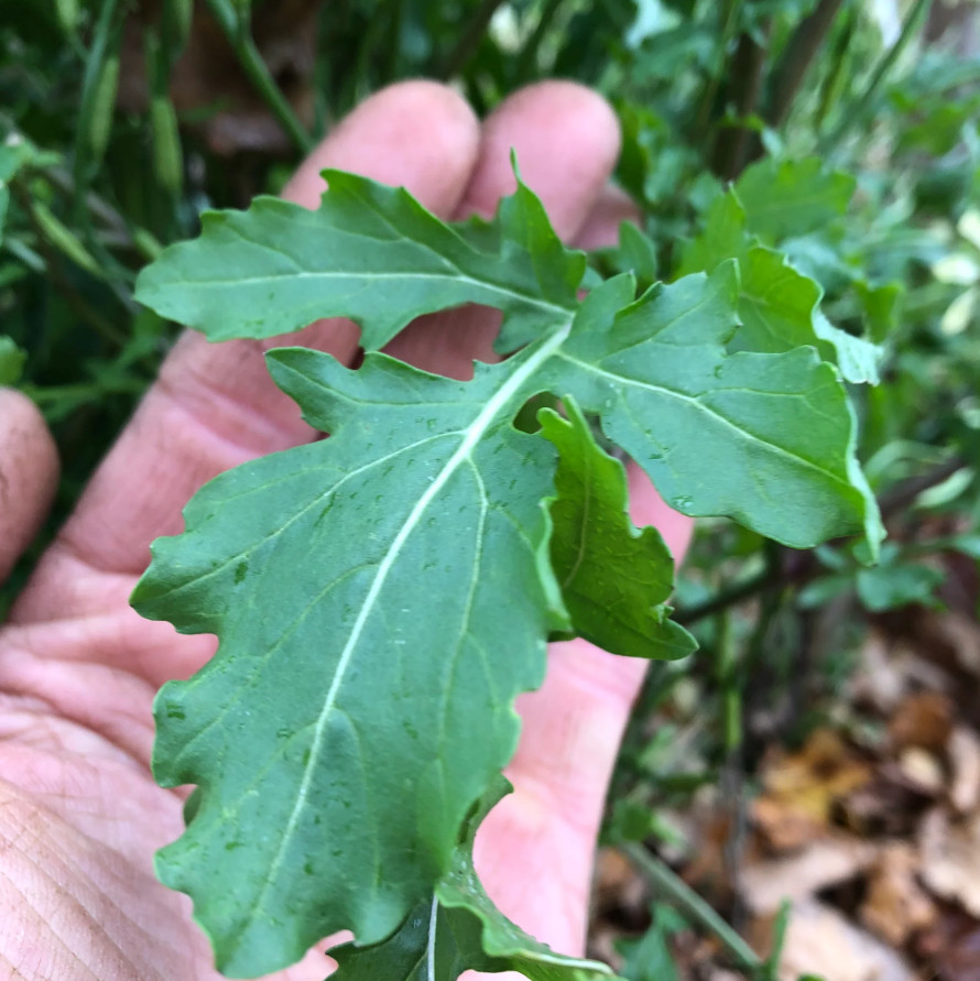 Arugula Eruca Sativa Rocket Seeds – Leafy Vegetable – 200 to 32,000 Seeds