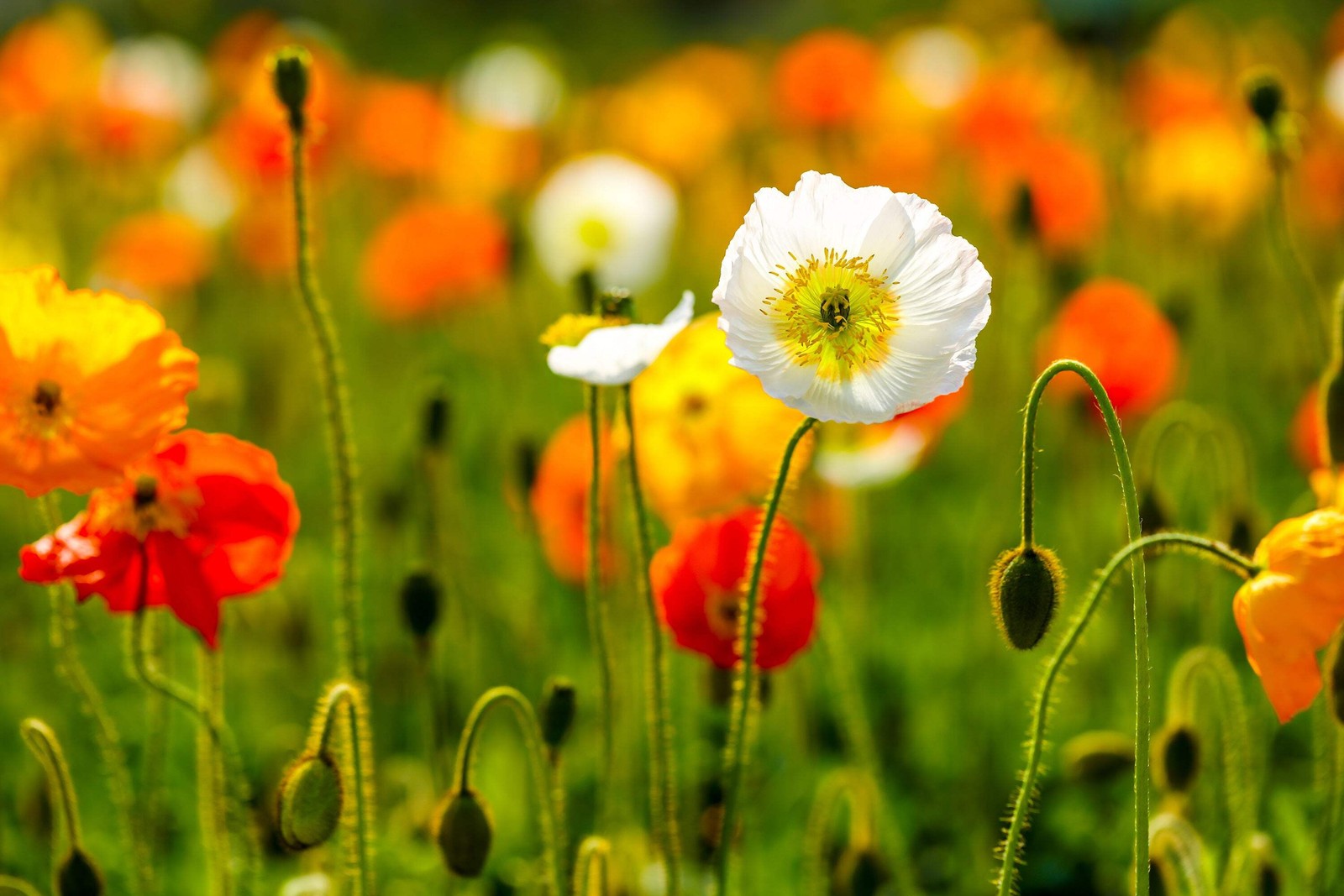 2500 ICELAND POPPY MIXED COLORS Papaver Nudicaule Flower Seeds *Flat S/H
