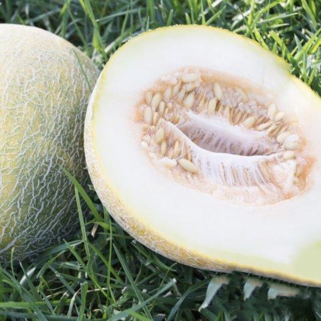 15+ Melon Seeds – Eindor | Fruit | NON-GMO