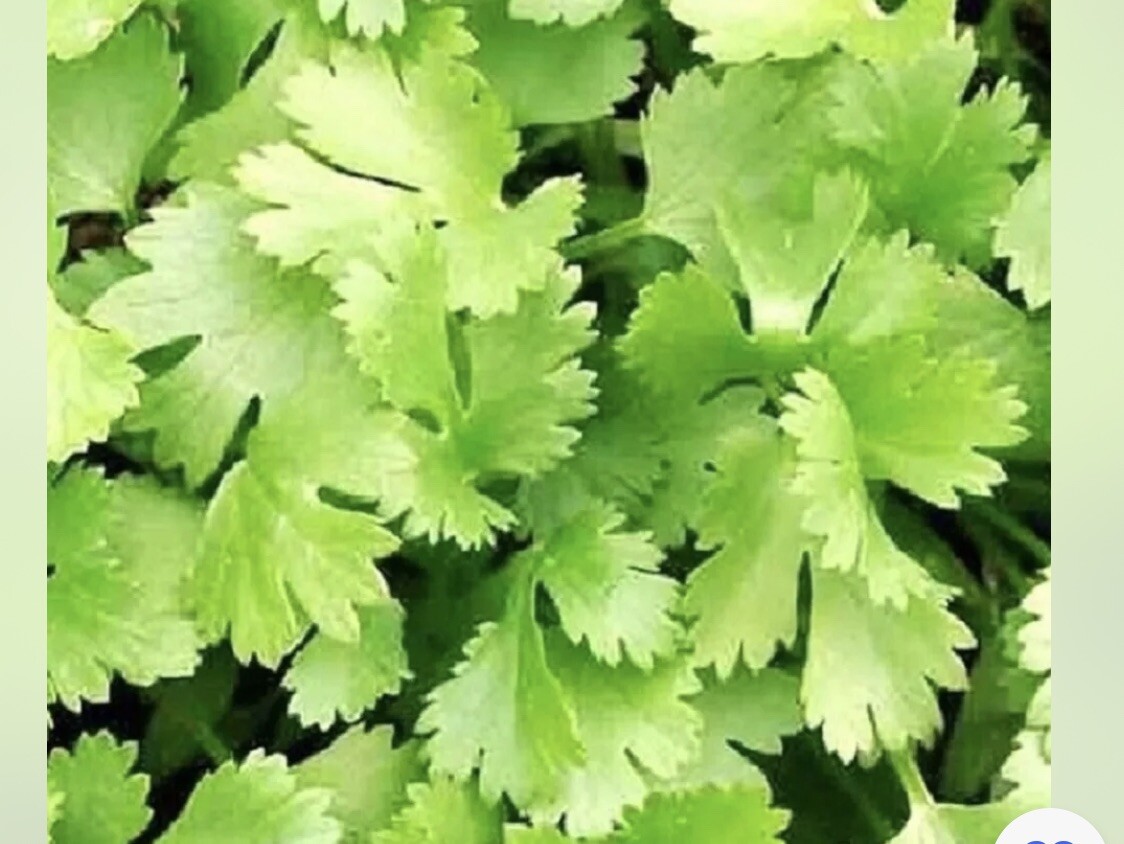 Fresh texas Cilantro Seeds -150 count+Herb Seeds – USA Grown – Non Gmo