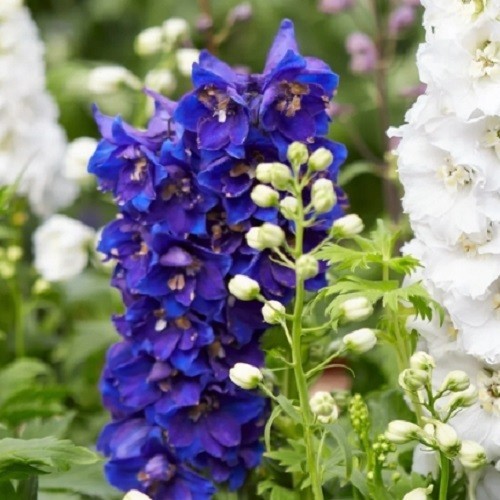 500 to 2,000 Rocket Larkspur Delphinium Mixed Flower Seeds Stratified Non-GMO