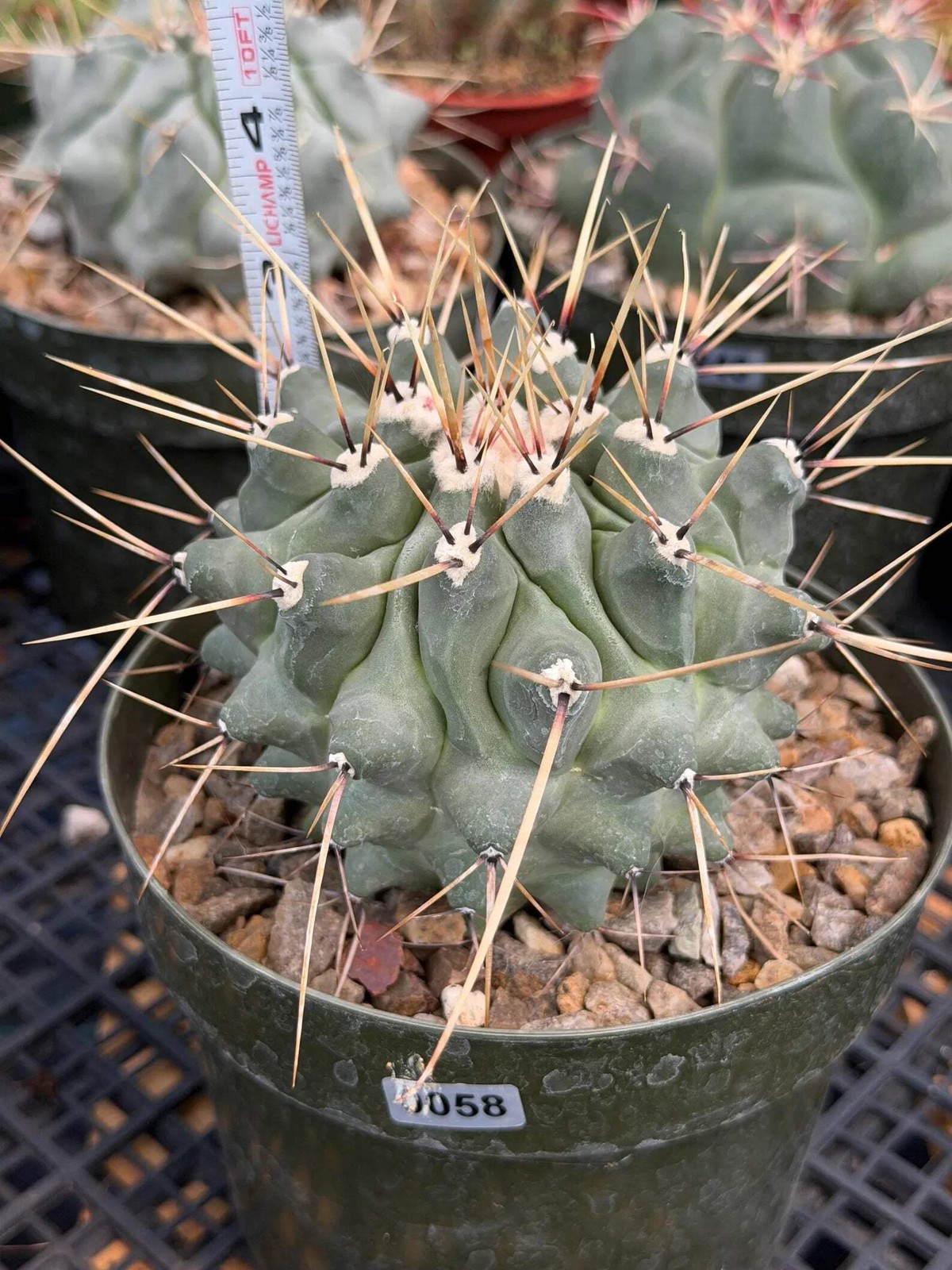 Thelocactus Rinconensis | Seed‑Grown Rare Cactus | Live Plant