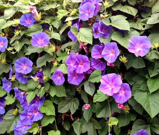 MORNING GLORY MIXED COLORS Ipomoea Purpurea – 1,000 Bulk Seeds