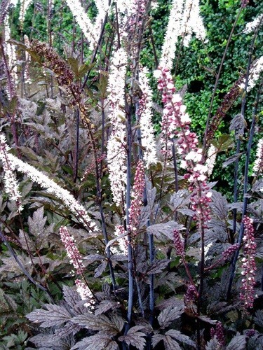 Actaea simplex Cimicifuga racemosa Atropurpurea 10 seeds
