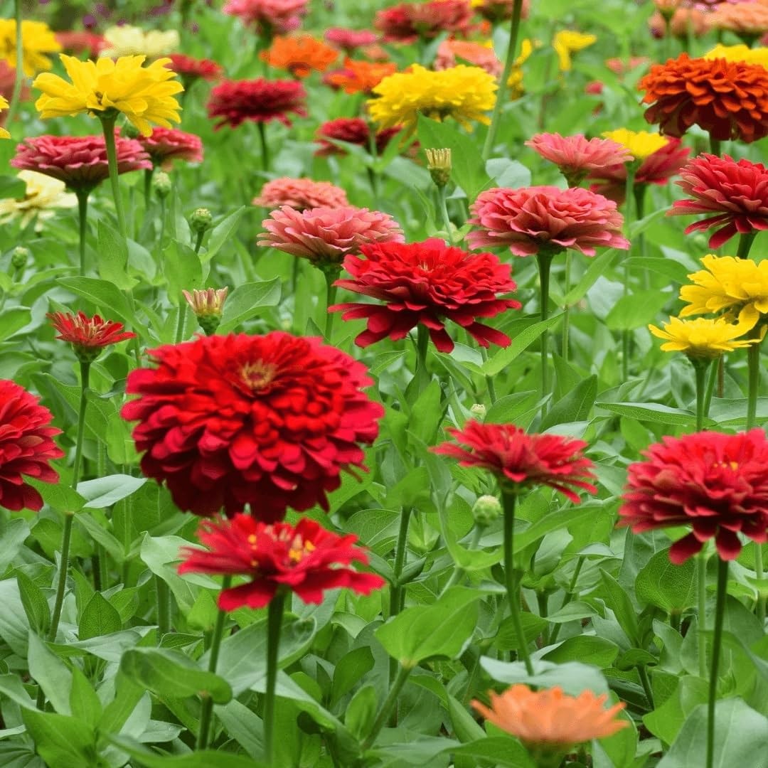 Zinnia California Giant Flower Seeds, Bulk Pack 8 Oz, 22,000+ Seeds by