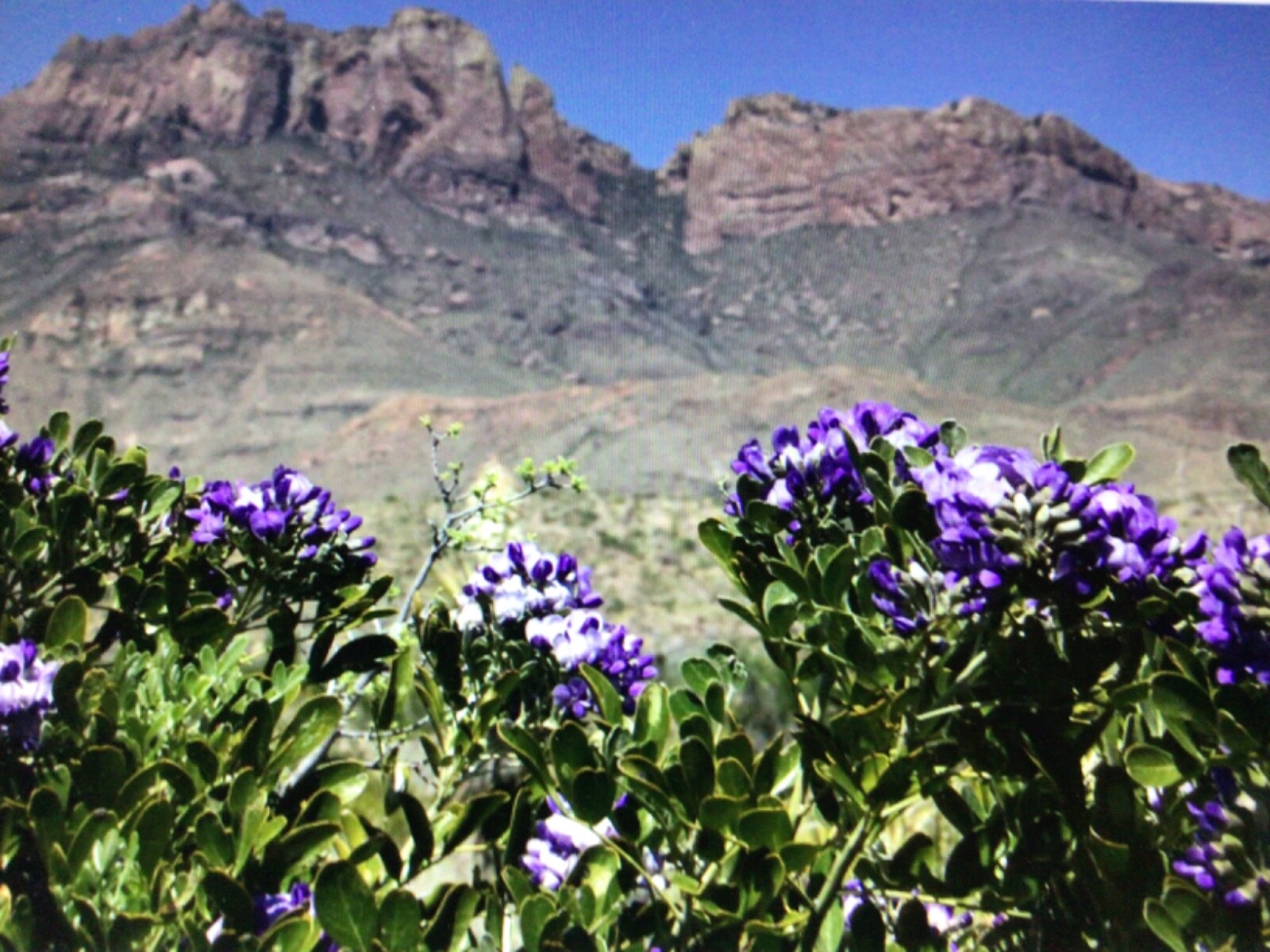 Texas Mountain Laurel Sophora secundiflora 15 Seeds