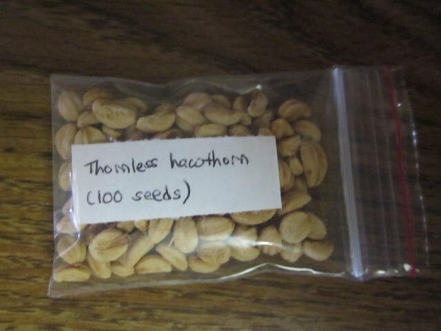 Thornless hawthorn (Crataegus crus-galli var. inermis) – 100 stratified seeds
