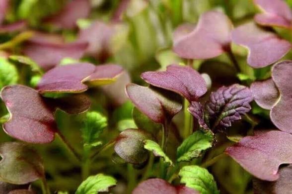 300 Red Garnet Mustard Seeds Non-Gmo