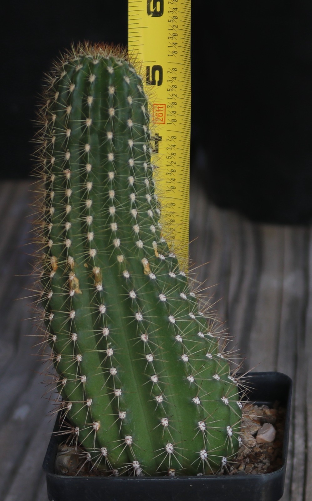 Tricho hybrid ‘Western Peach’